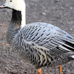 Pictures of Emperor Goose