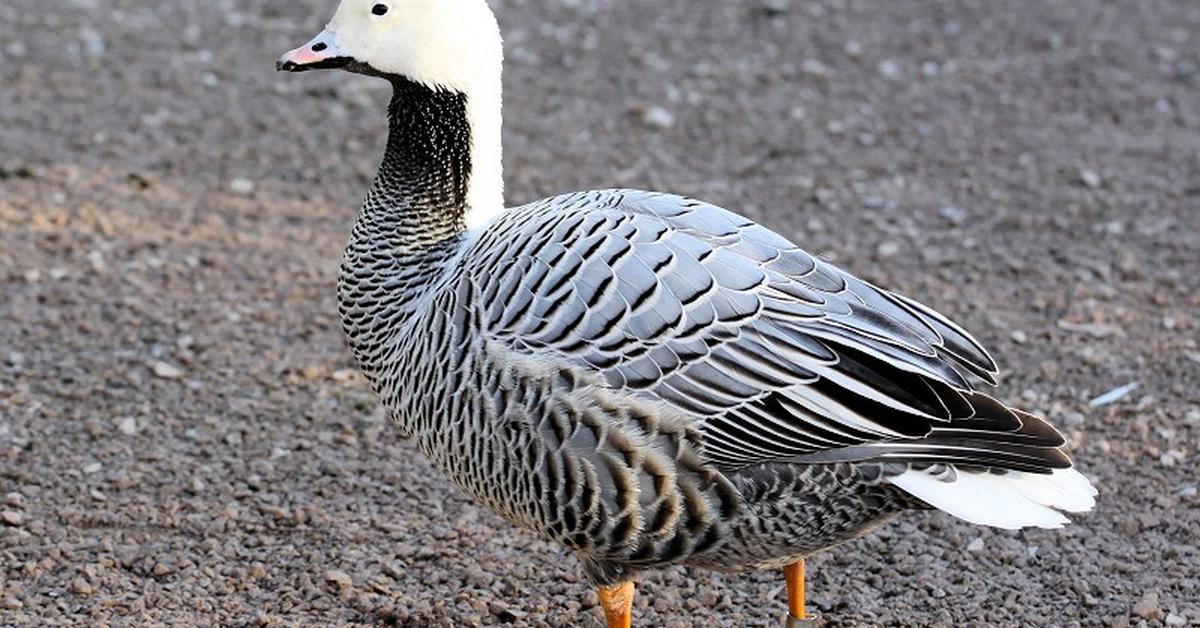 Pictures of Emperor Goose