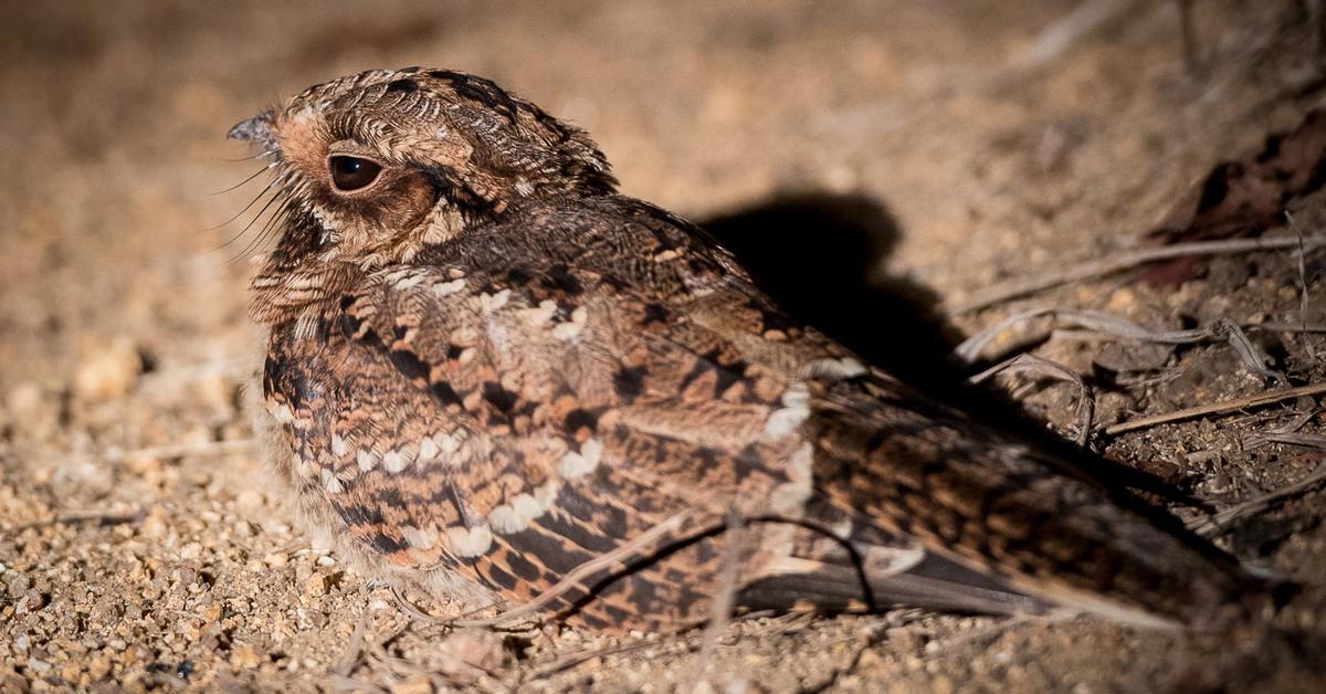 Pictures of Nightjar