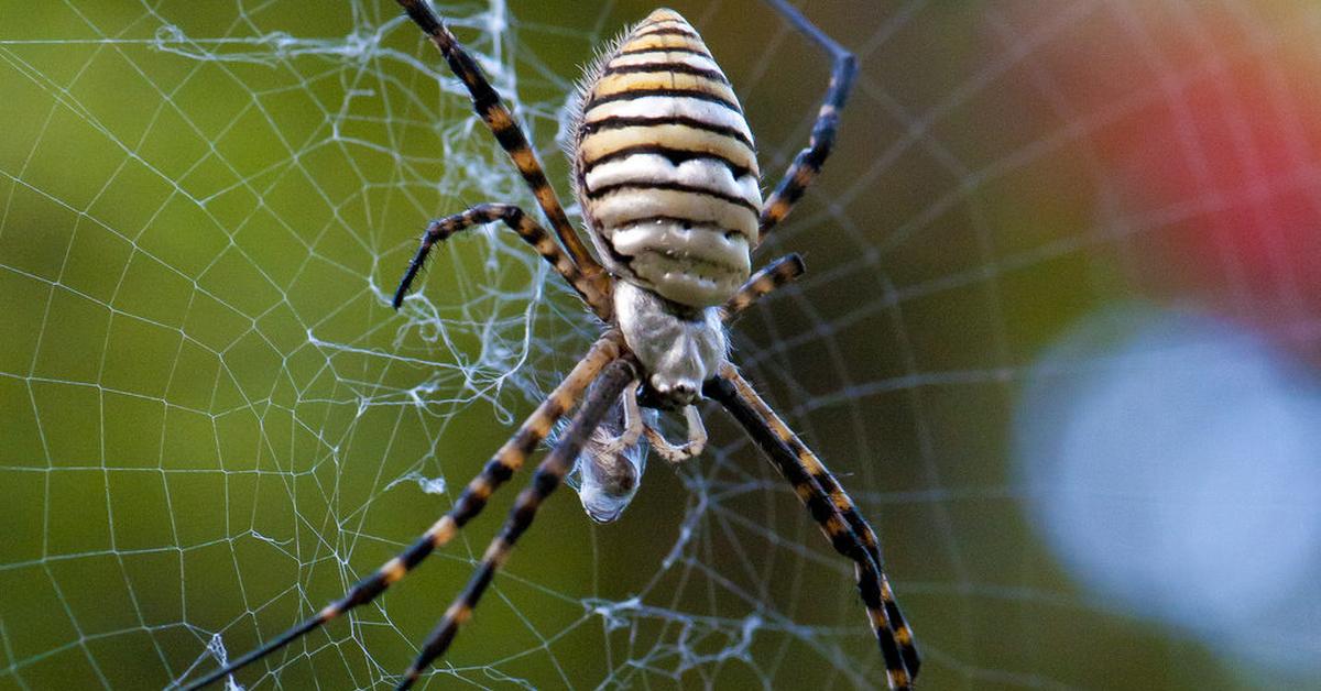 Pictures of Garden Spider