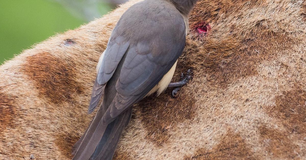 Pictures of Oxpecker