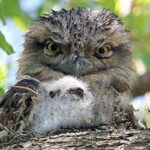 Pictures of Tawny Frogmouth