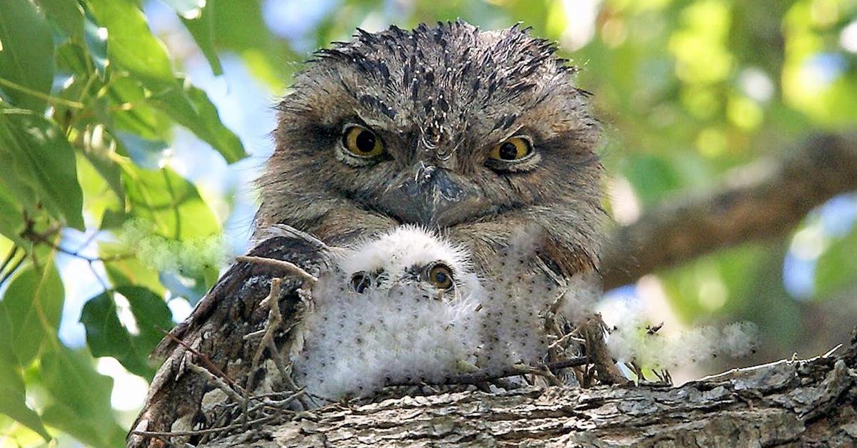 Pictures of Tawny Frogmouth