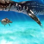 Pictures of Liopleurodon