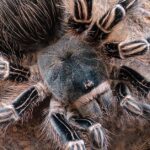 Pictures of Zebra Tarantula