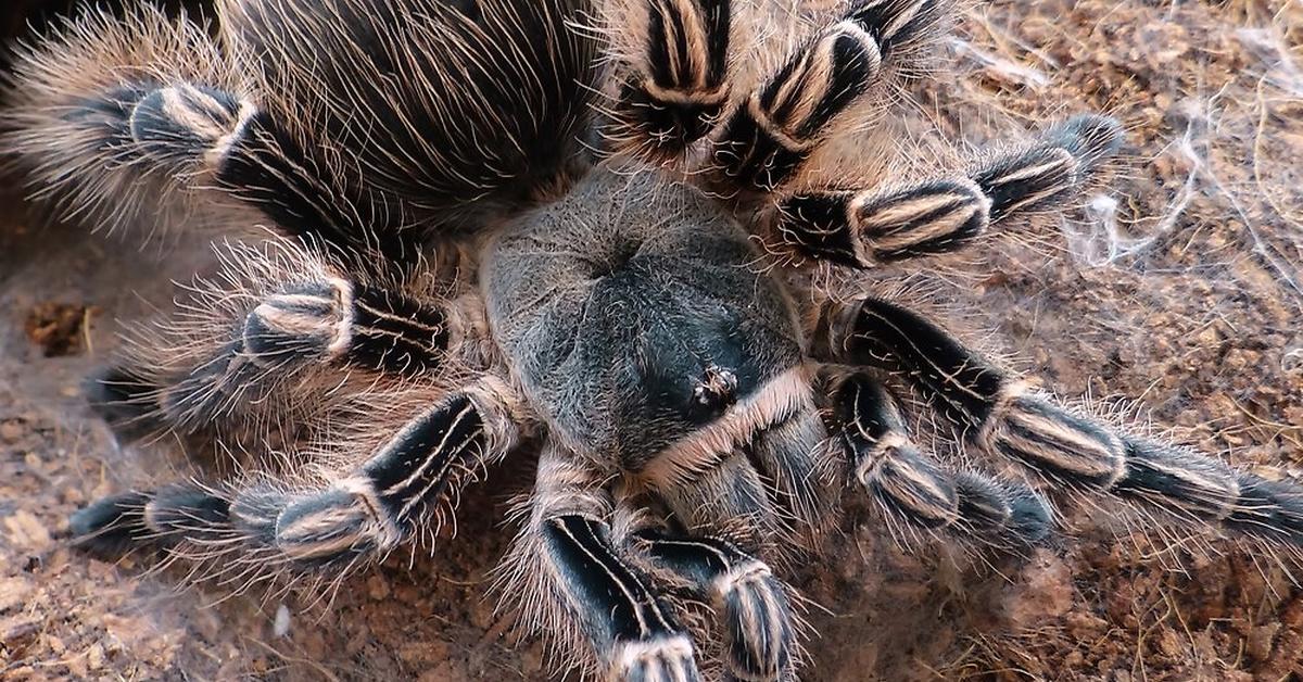 Pictures of Zebra Tarantula