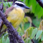 Pictures of Great Kiskadee