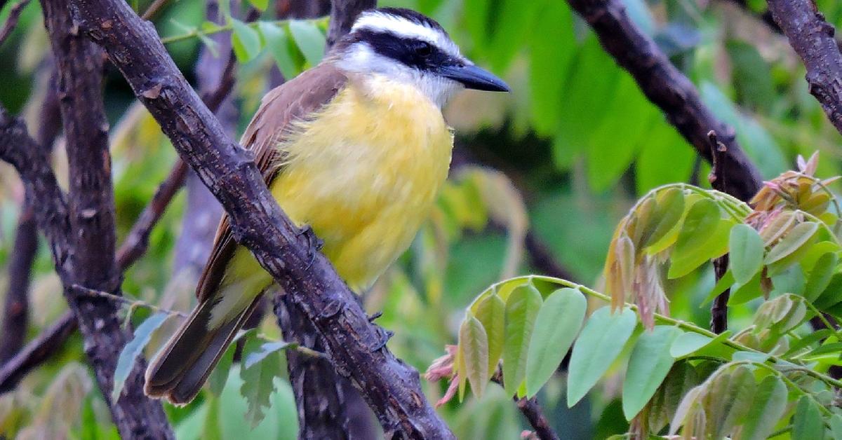 Pictures of Great Kiskadee