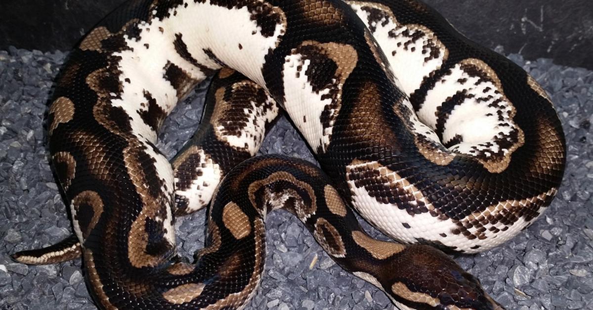 Pictures of Axanthic Ball Python