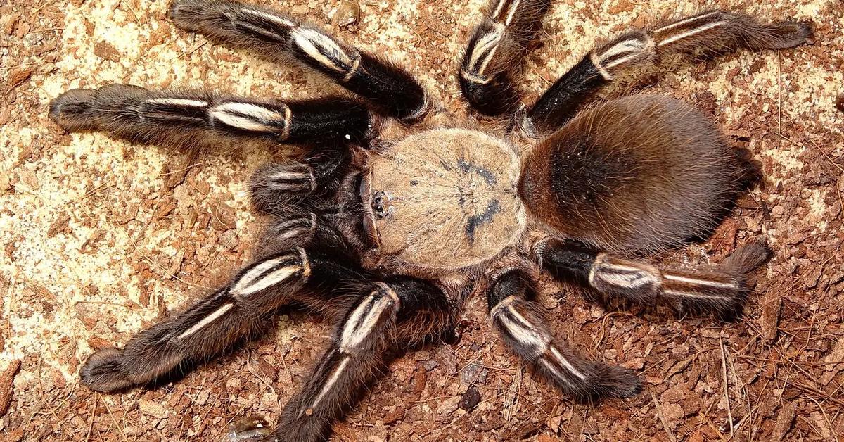 Pictures of Skeleton Tarantula