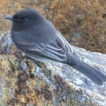 Pictures of Flycatcher