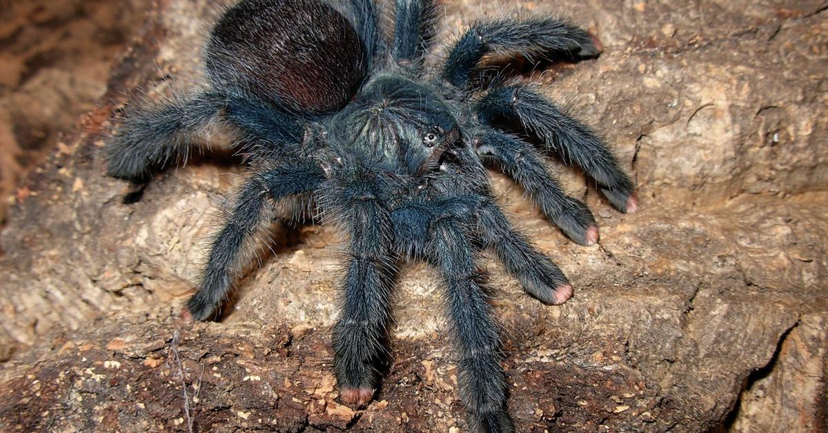 Pictures of Pink Toed Tarantula