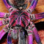 Pictures of Purple Tarantula