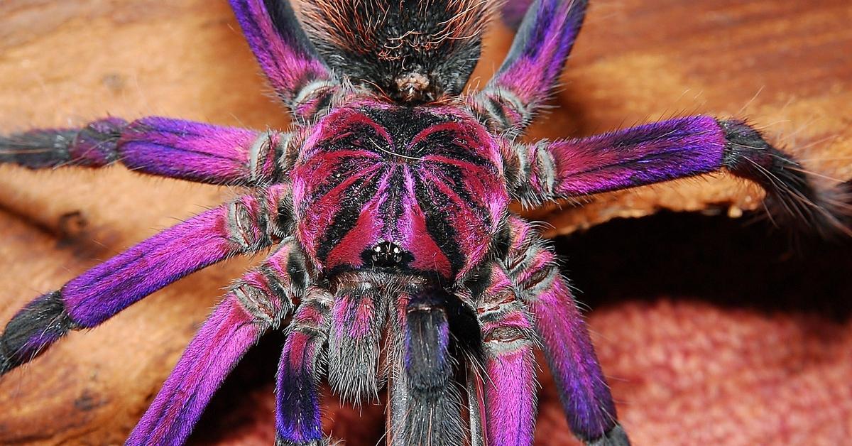 Pictures of Purple Tarantula