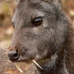 Pictures of Musk Deer