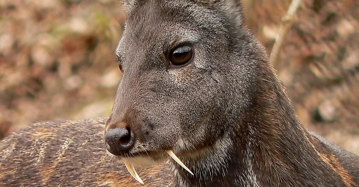 Pictures of Musk Deer