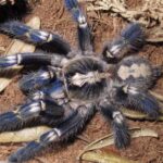 Pictures of Gooty Sapphire Tarantula