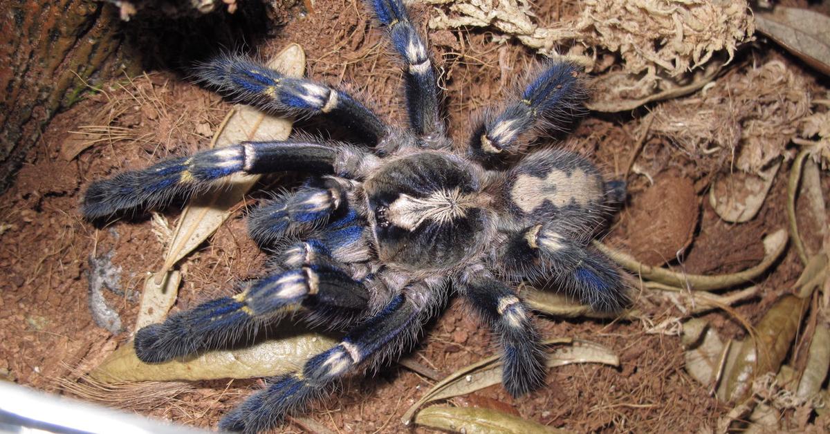 Pictures of Gooty Sapphire Tarantula