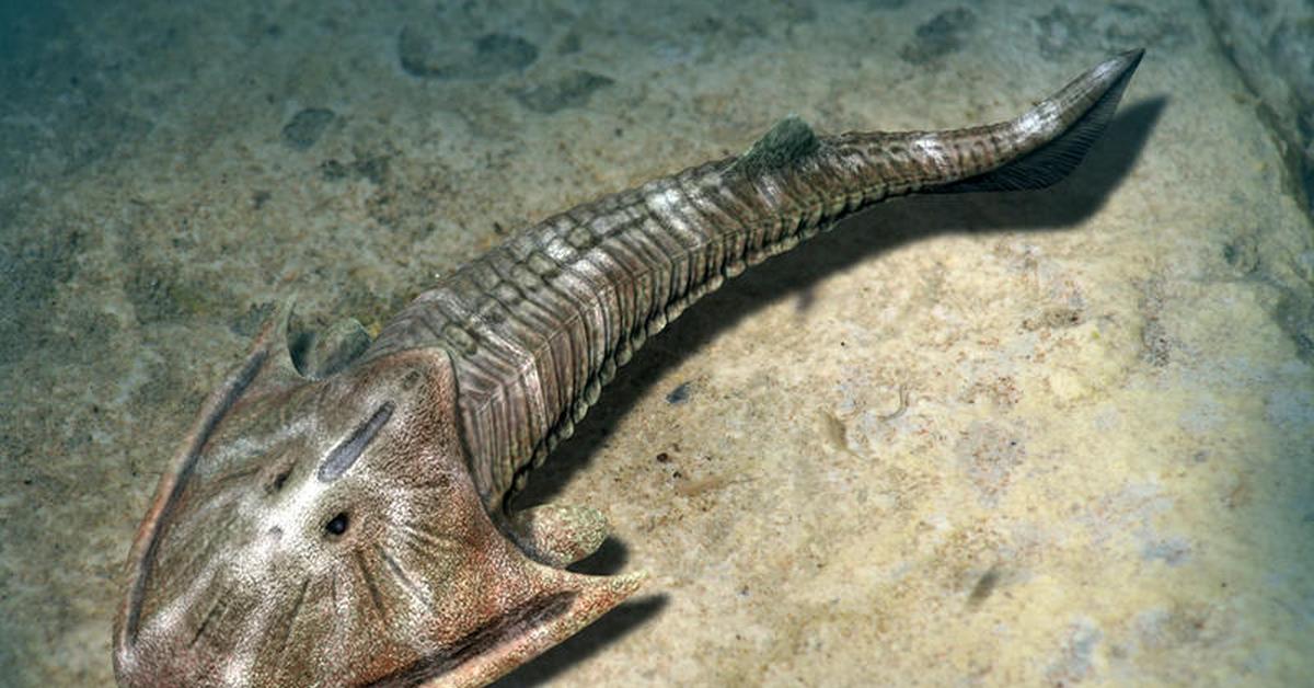 Pictures of Cephalaspis