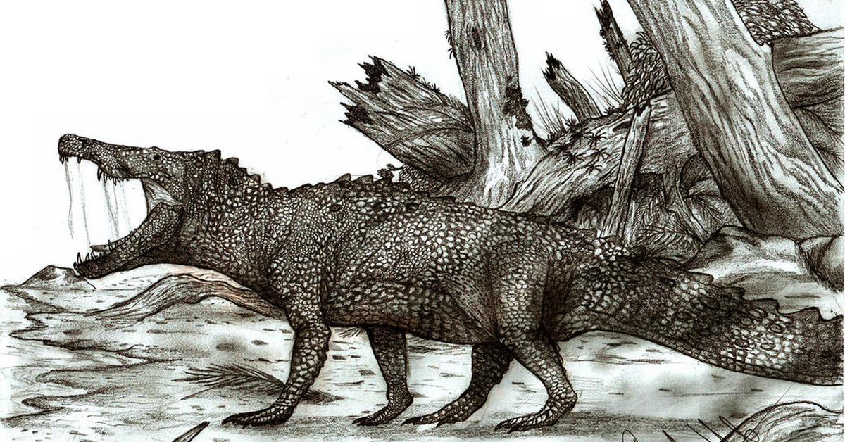 Pictures of Barinasuchus