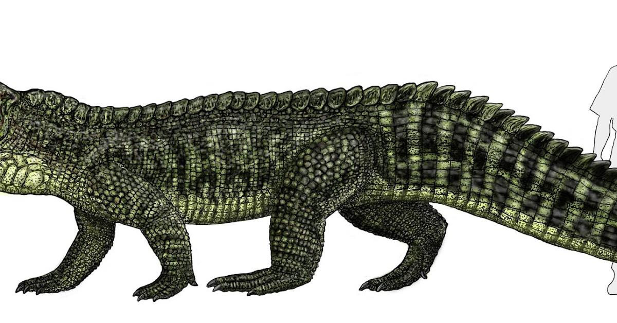 Pictures of Smilosuchus