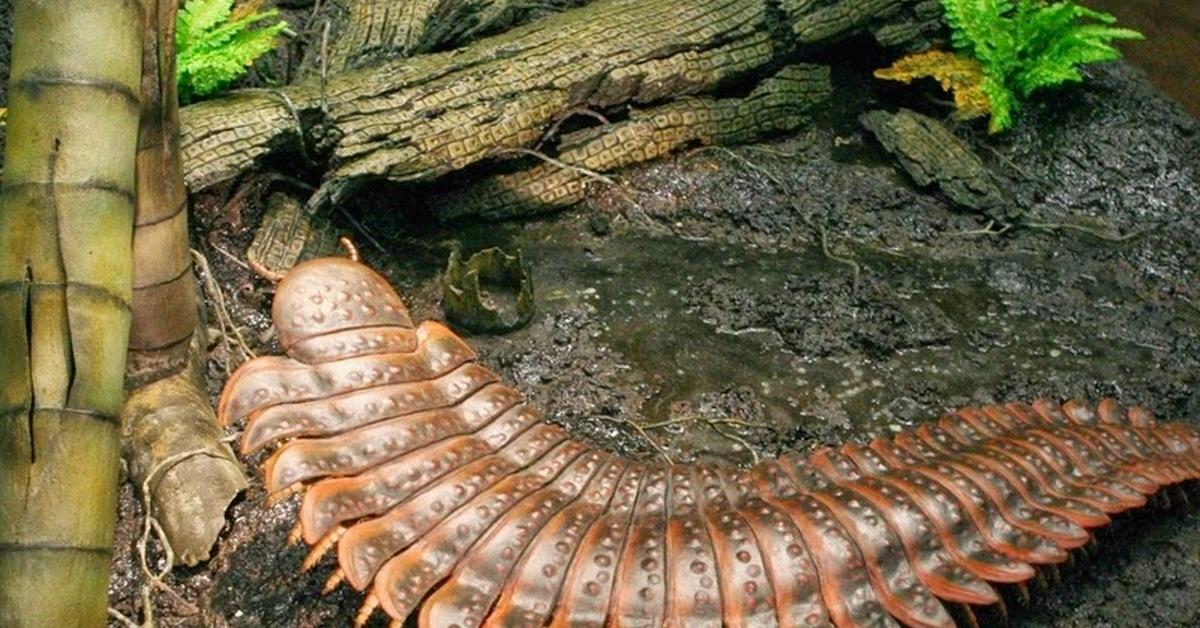 Pictures of Arthropleura