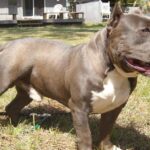 Pictures of American Bully