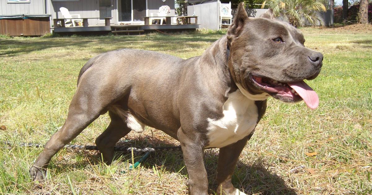 Pictures of American Bully