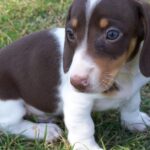 Pictures of Piebald Dachshund