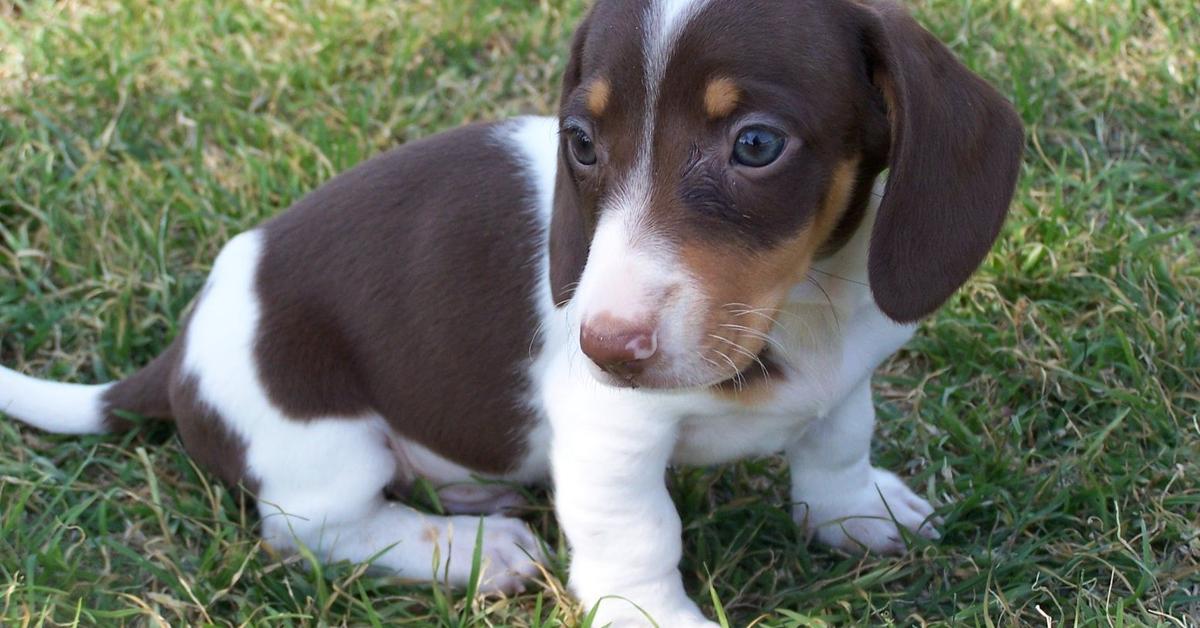 Pictures of Piebald Dachshund