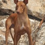 Pictures of Podenco Canario