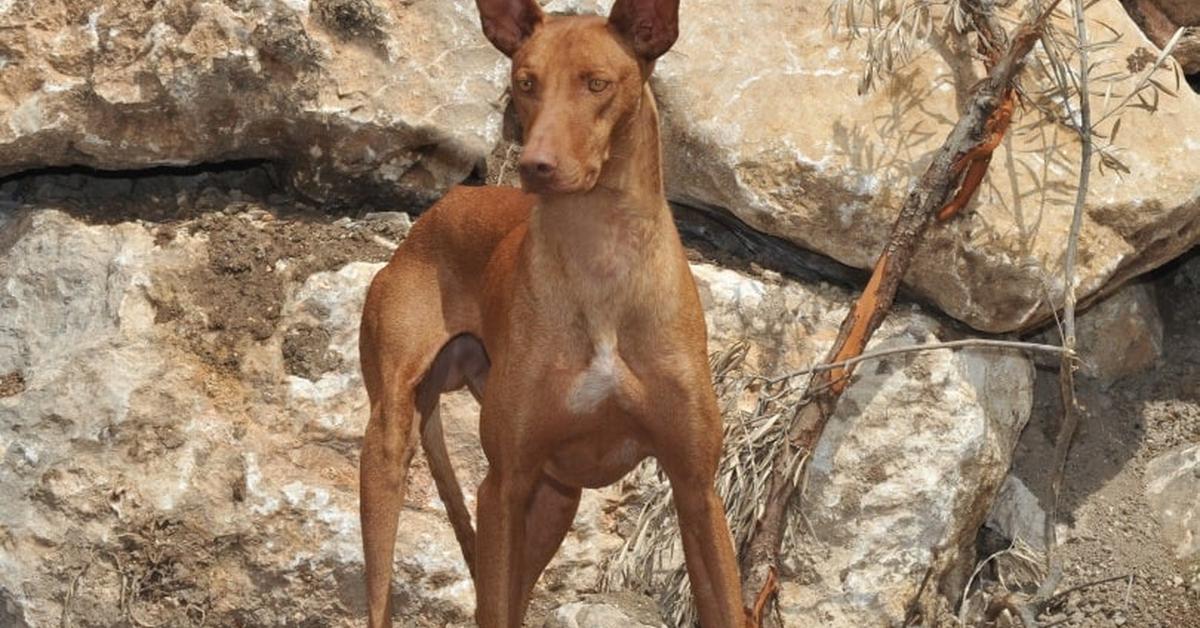 Pictures of Podenco Canario