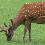 Pictures of Sika Deer