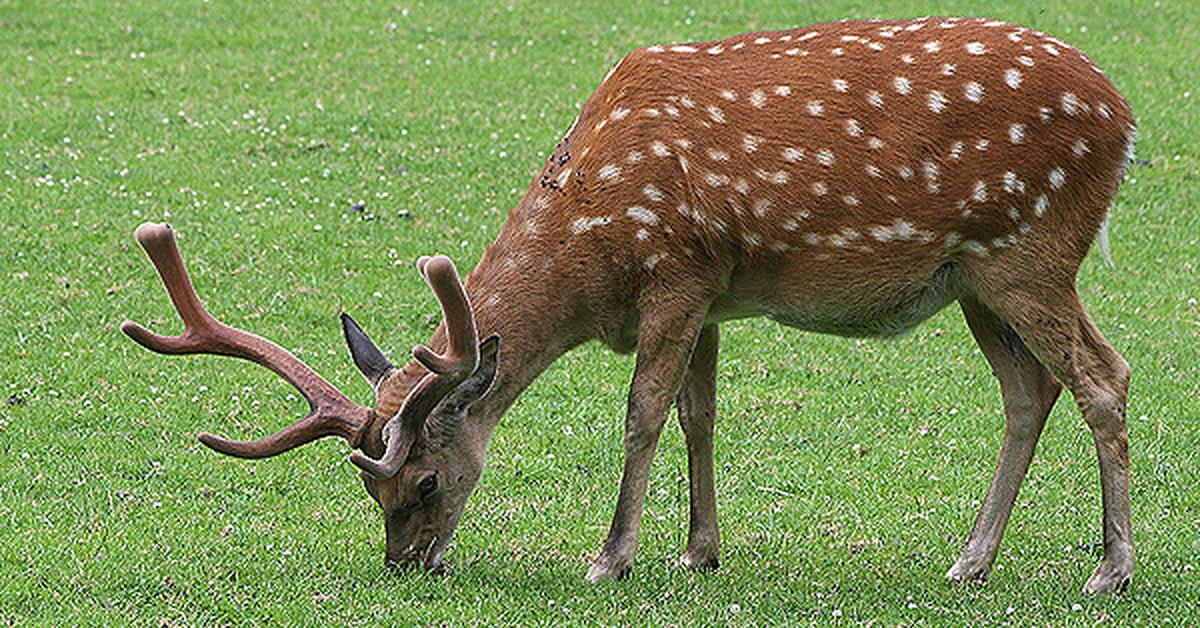 Pictures of Sika Deer