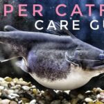 Pictures of Gulper Catfish