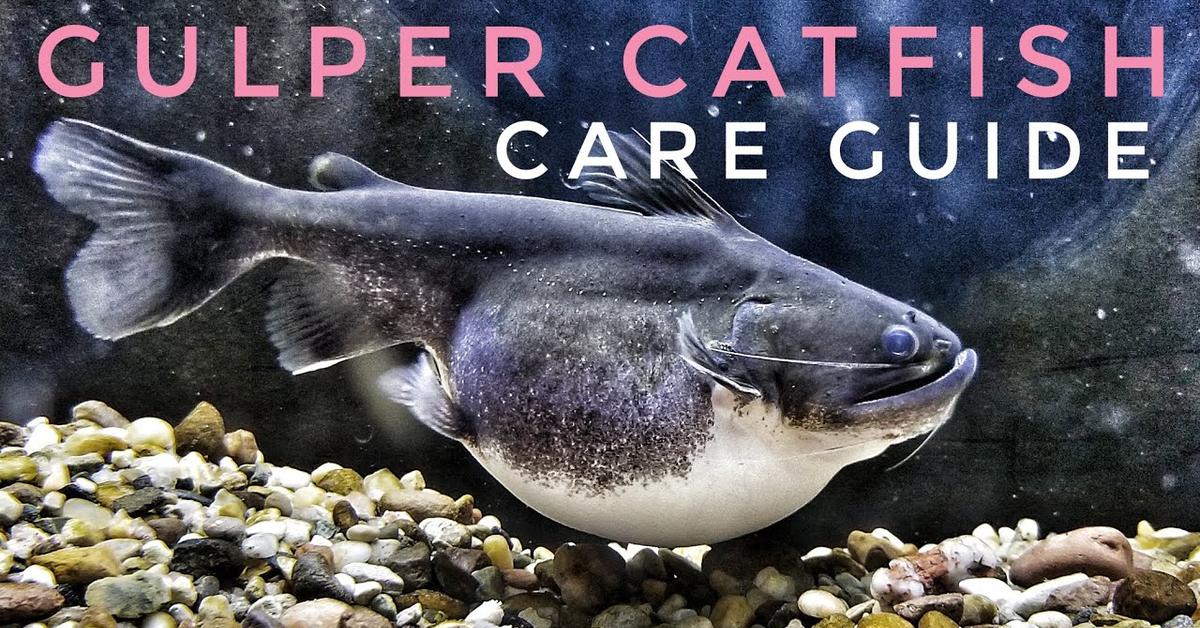 Pictures of Gulper Catfish