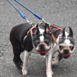 Pictures of English Toy Terrier