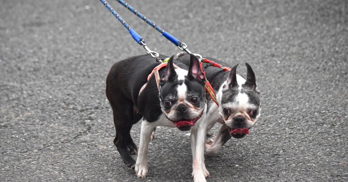 Pictures of English Toy Terrier