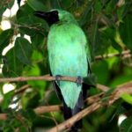 Pictures of Eastern Kingbird