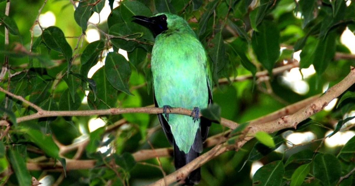 Pictures of Eastern Kingbird