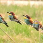 Pictures of Bee-Eater