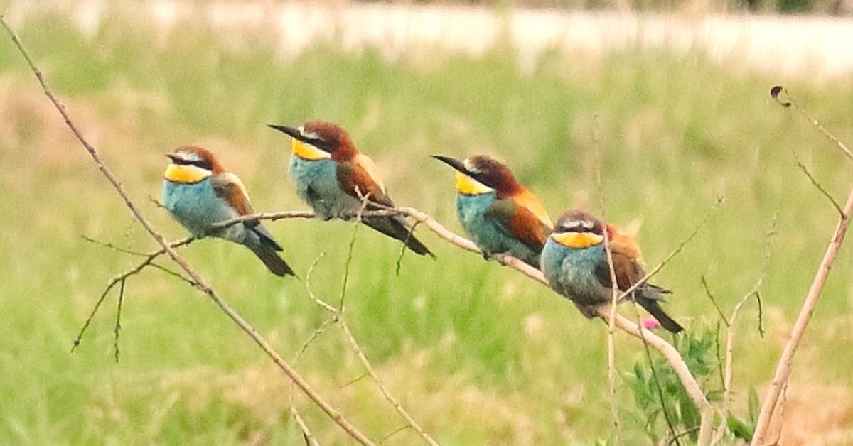 Pictures of Bee-Eater