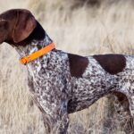 Pictures of German Wirehaired Pointer