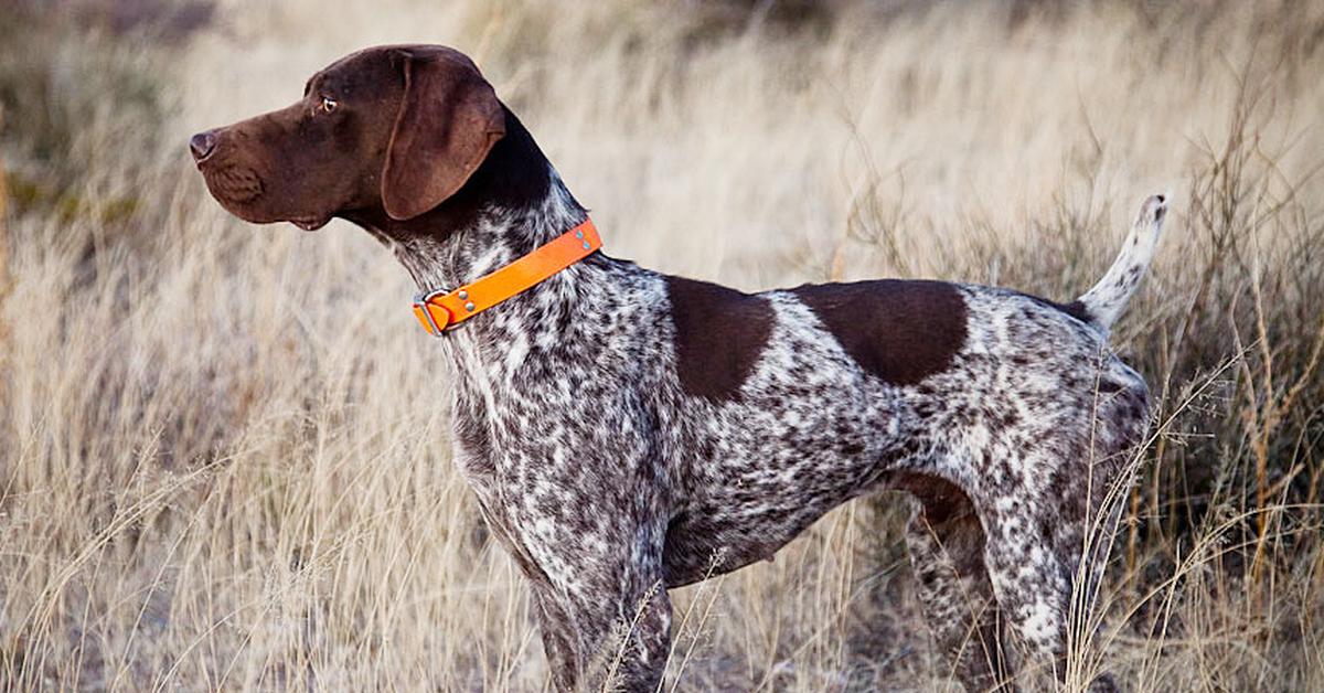 Pictures of German Wirehaired Pointer