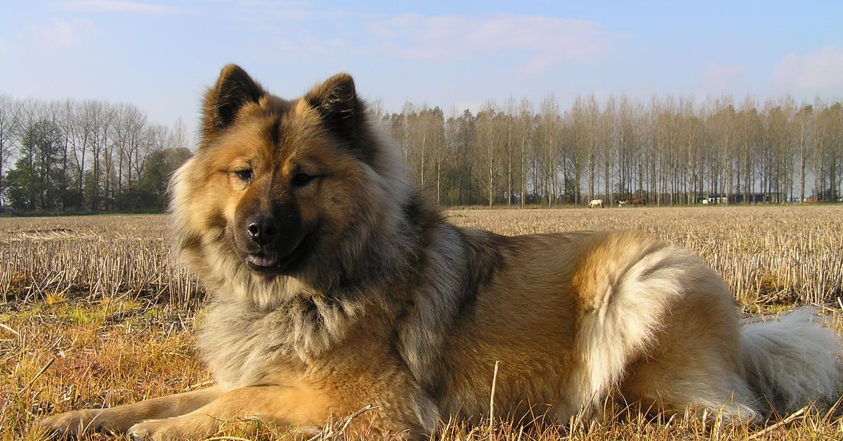 Pictures of Eurasier