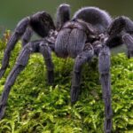 Pictures of Pumpkin Patch Tarantula