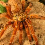 Pictures of Orange Baboon Tarantula