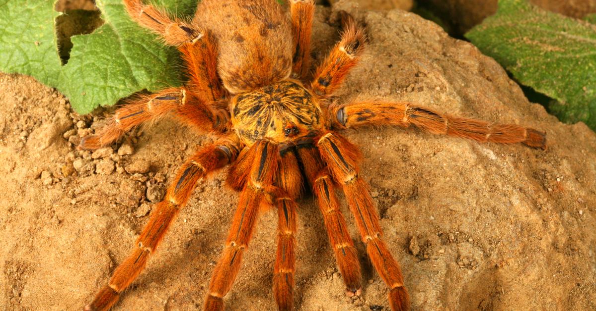 Pictures of Orange Baboon Tarantula