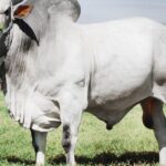 Pictures of Nelore Cattle