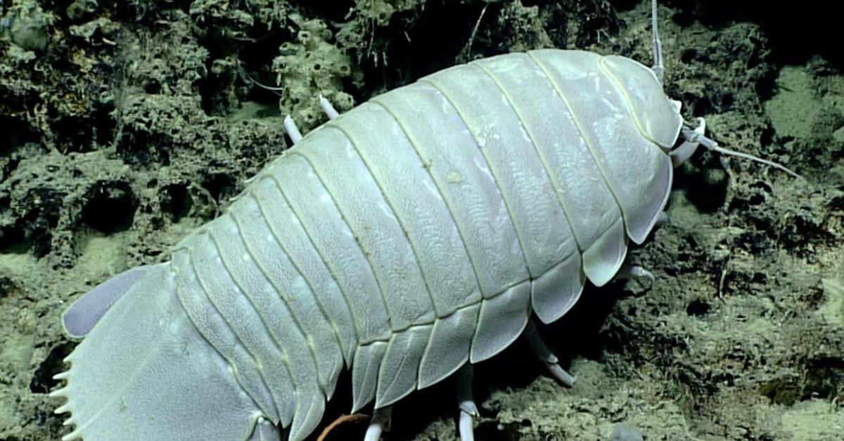 Pictures of Giant Isopod